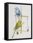 Budgerigars or Common Pet Parakeets (Melopsittacus Undulatus), Psittacidae-null-Framed Stretched Canvas
