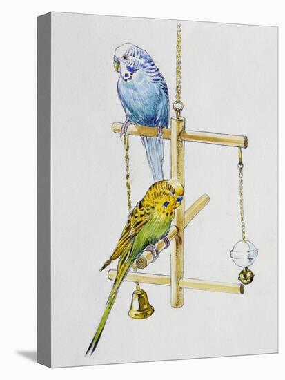 Budgerigars or Common Pet Parakeets (Melopsittacus Undulatus), Psittacidae-null-Stretched Canvas