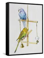 Budgerigars or Common Pet Parakeets (Melopsittacus Undulatus), Psittacidae-null-Framed Stretched Canvas