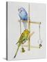 Budgerigars or Common Pet Parakeets (Melopsittacus Undulatus), Psittacidae-null-Stretched Canvas