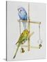 Budgerigars or Common Pet Parakeets (Melopsittacus Undulatus), Psittacidae-null-Stretched Canvas