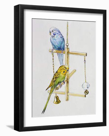 Budgerigars or Common Pet Parakeets (Melopsittacus Undulatus), Psittacidae-null-Framed Giclee Print