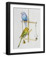 Budgerigars or Common Pet Parakeets (Melopsittacus Undulatus), Psittacidae-null-Framed Giclee Print