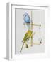 Budgerigars or Common Pet Parakeets (Melopsittacus Undulatus), Psittacidae-null-Framed Giclee Print