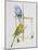 Budgerigars or Common Pet Parakeets (Melopsittacus Undulatus), Psittacidae-null-Mounted Giclee Print