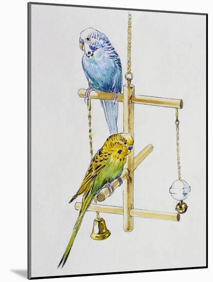 Budgerigars or Common Pet Parakeets (Melopsittacus Undulatus), Psittacidae-null-Mounted Giclee Print