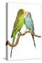 Budgerigars Two on Perch-null-Stretched Canvas