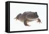 Budgett's Frog-DLILLC-Framed Stretched Canvas