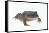 Budgett's Frog-DLILLC-Framed Stretched Canvas