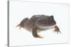 Budgett's Frog-DLILLC-Stretched Canvas