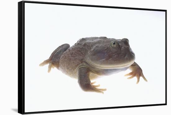 Budgett's Frog-DLILLC-Framed Stretched Canvas