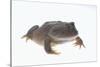 Budgett's Frog-DLILLC-Stretched Canvas