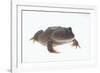 Budgett's Frog-DLILLC-Framed Photographic Print