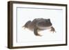 Budgett's Frog-DLILLC-Framed Photographic Print