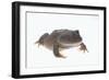 Budgett's Frog-DLILLC-Framed Photographic Print