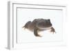 Budgett's Frog-DLILLC-Framed Photographic Print