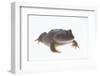 Budgett's Frog-DLILLC-Framed Photographic Print