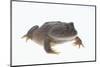 Budgett's Frog-DLILLC-Mounted Photographic Print