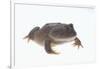 Budgett's Frog-DLILLC-Framed Photographic Print