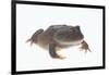 Budgett's Frog-DLILLC-Framed Photographic Print