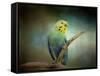 Budgie 1-Jai Johnson-Framed Stretched Canvas