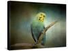 Budgie 1-Jai Johnson-Stretched Canvas