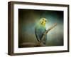 Budgie 1-Jai Johnson-Framed Giclee Print