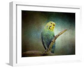 Budgie 1-Jai Johnson-Framed Giclee Print