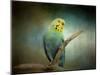 Budgie 1-Jai Johnson-Mounted Giclee Print