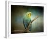 Budgie 1-Jai Johnson-Framed Giclee Print