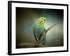 Budgie 1-Jai Johnson-Framed Giclee Print