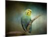 Budgie 1-Jai Johnson-Mounted Giclee Print