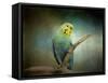 Budgie 1-Jai Johnson-Framed Stretched Canvas