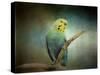 Budgie 1-Jai Johnson-Stretched Canvas