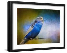 Budgie 2-Jai Johnson-Framed Giclee Print