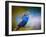 Budgie 2-Jai Johnson-Framed Giclee Print