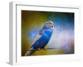 Budgie 2-Jai Johnson-Framed Giclee Print