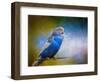 Budgie 2-Jai Johnson-Framed Giclee Print