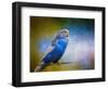 Budgie 2-Jai Johnson-Framed Giclee Print