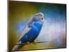 Budgie 2-Jai Johnson-Mounted Giclee Print