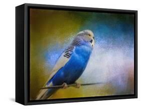 Budgie 2-Jai Johnson-Framed Stretched Canvas