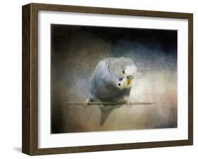 Budgie 3-Jai Johnson-Framed Giclee Print