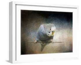 Budgie 3-Jai Johnson-Framed Giclee Print