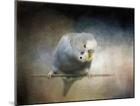 Budgie 3-Jai Johnson-Mounted Giclee Print