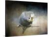 Budgie 3-Jai Johnson-Stretched Canvas