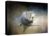 Budgie 3-Jai Johnson-Stretched Canvas