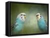 Budgie 4-Jai Johnson-Framed Stretched Canvas