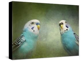 Budgie 4-Jai Johnson-Stretched Canvas