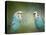 Budgie 4-Jai Johnson-Stretched Canvas