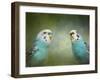 Budgie 4-Jai Johnson-Framed Giclee Print